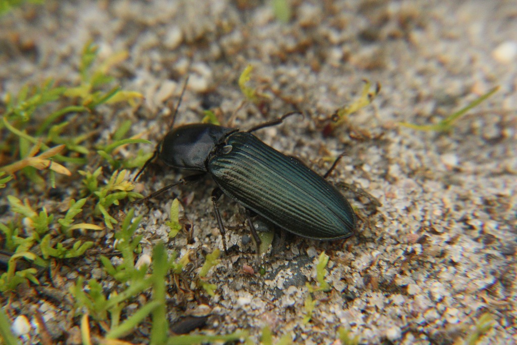 Irish click beetle