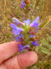 Lobostemon argenteus