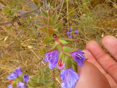 Lobostemon argenteus