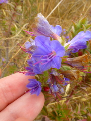 Lobostemon argenteus