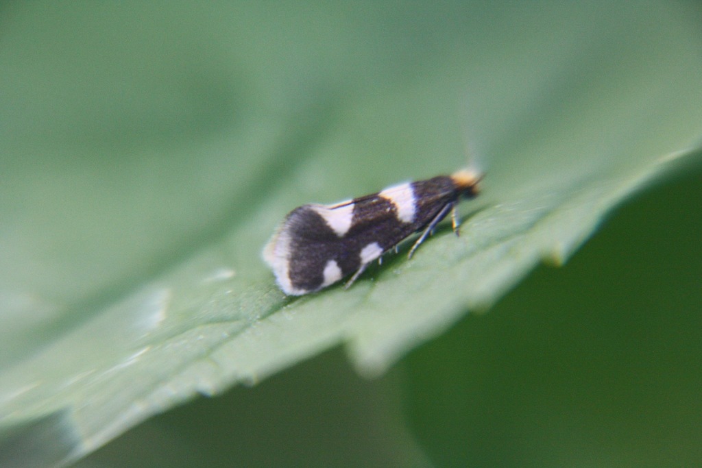 Alloclemensia mesospilella