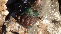 Acanthopleura echinata