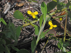 Osteospermum ciliatum