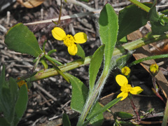 Osteospermum ciliatum