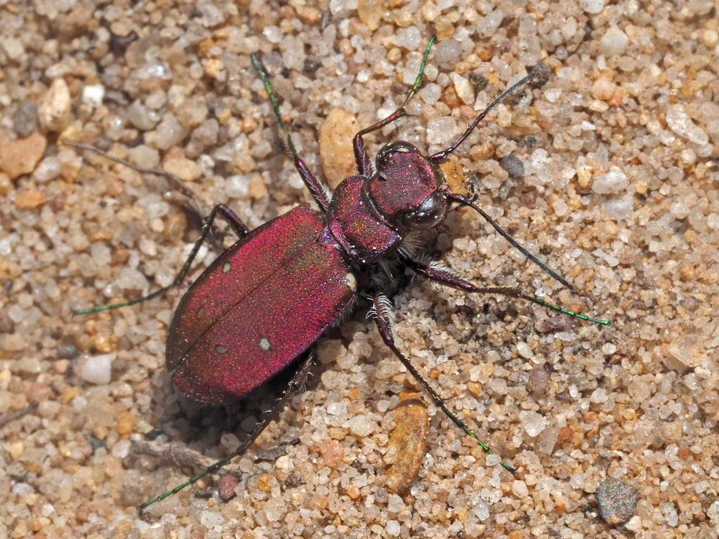 Platydela