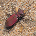 Emerald Tiger Beetle - Photo (c) Felix Riegel, some rights reserved (CC BY-NC)