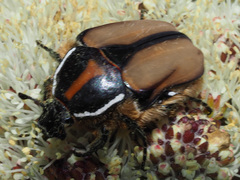 Trichostetha signata