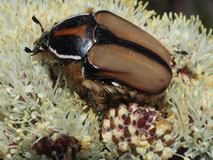 Trichostetha signata