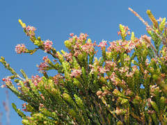 Passerina rubra