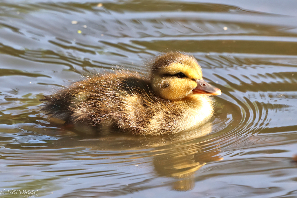 Mallard (Anas platyrhynchos)