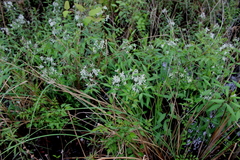 Amsonia rigida