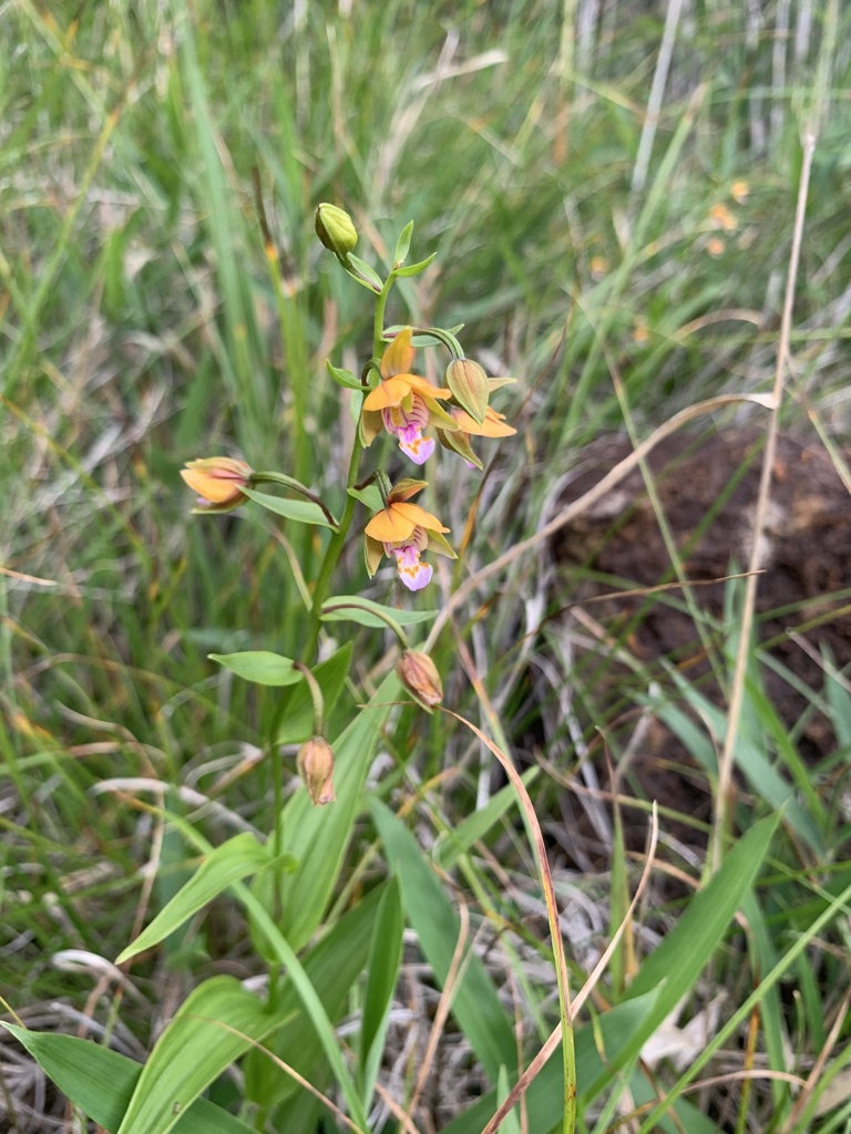 Epipactis thunbergii