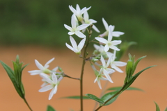Amsonia rigida