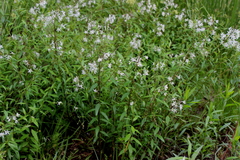 Amsonia rigida