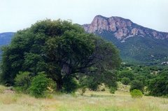 Quercus emoryi