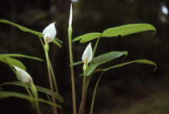 Peltandra sagittifolia