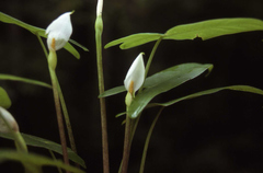 Peltandra sagittifolia
