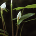 White Arrow Arum - Photo (c) Alvin Diamond, some rights reserved (CC BY-NC), uploaded by Alvin Diamond