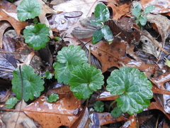 Glechoma hederacea