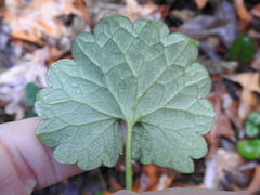 Glechoma hederacea