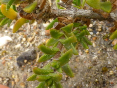 Pteronia hirsuta