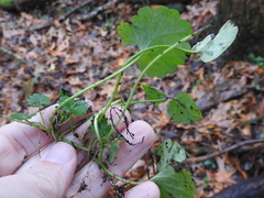 Glechoma hederacea