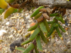 Pteronia hirsuta