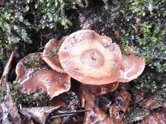 Fungi