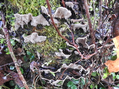 Fungi