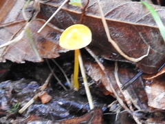 Xeromphalina cauticinalis