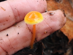 Xeromphalina cauticinalis