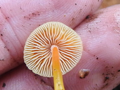 Xeromphalina cauticinalis