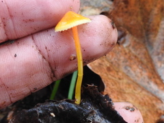 Xeromphalina cauticinalis