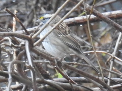 Zonotrichia albicollis