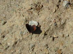 Erebia montanus