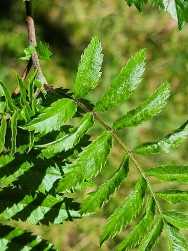 Madeiran rowan (Sorbus maderensis)