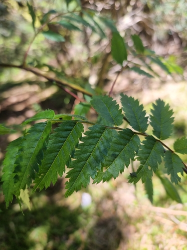 Image of Sorbus maderensis by (c) Vítor Jorge, some rights reserved (CC BY)
