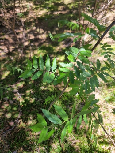 Image of Sorbus maderensis by (c) Vítor Jorge, some rights reserved (CC BY)