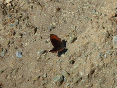 Erebia montanus