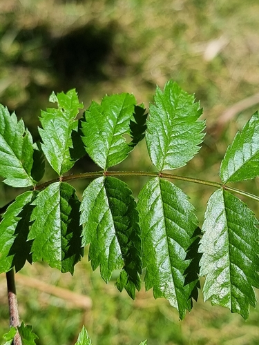 Image of Sorbus maderensis by (c) Vítor Jorge, some rights reserved (CC BY)