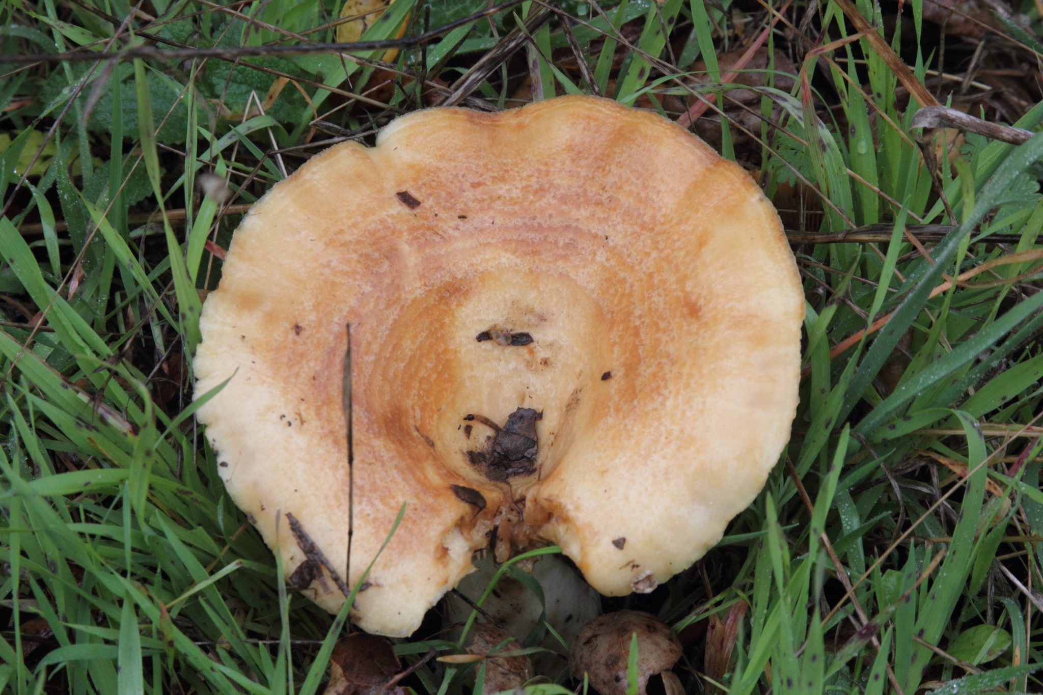 Lactarius alnicola image