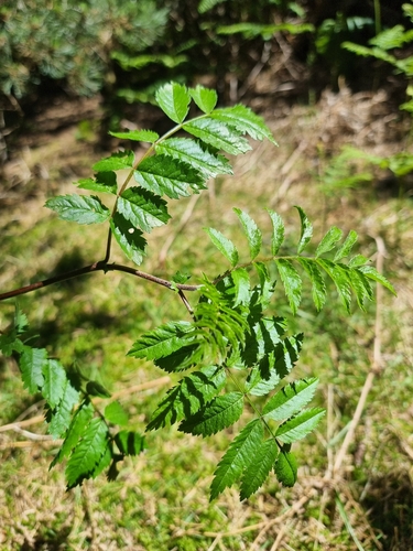 Image of Sorbus maderensis by (c) Vítor Jorge, some rights reserved (CC BY)