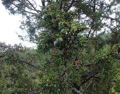 Juniperus durangensis