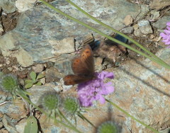 Erebia montanus