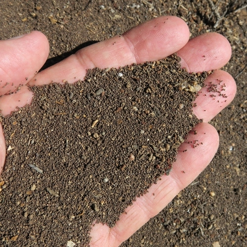 Southern Harvester Termite photo 5
