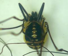 Mitostoma chrysomelas