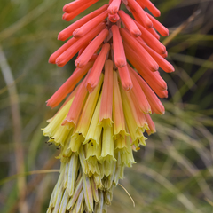 Kniphofia stricta