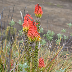 Kniphofia stricta