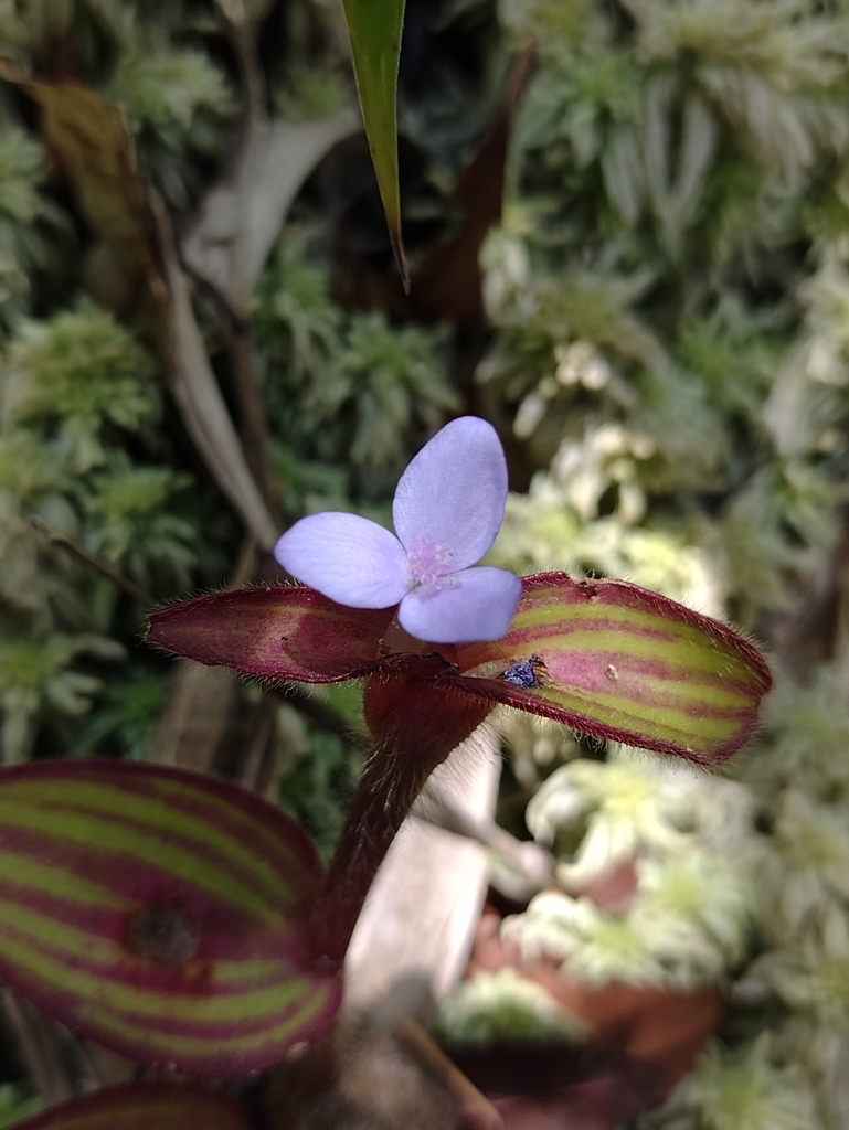 Tradescantia zebrina groundcover growth