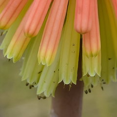 Kniphofia stricta